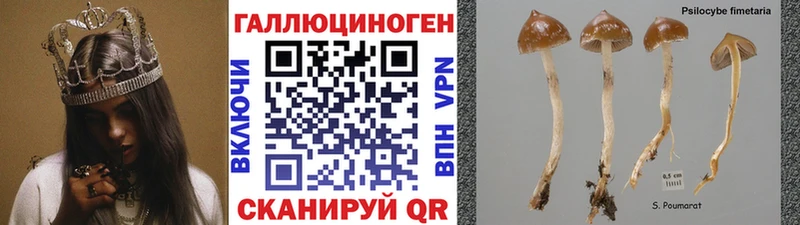 что такое наркотик  Сясьстрой  Галлюциногенные грибы Cubensis 